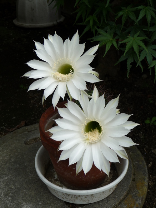 P1000147.JPG
